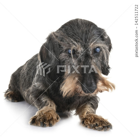 senior dachshund in studio senior dachshund in studio 142511722