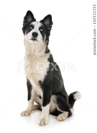 young Yakutian Laika young Yakutian Laika 142511723