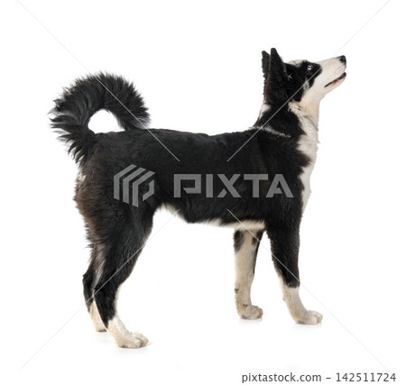young Yakutian Laika young Yakutian Laika 142511724