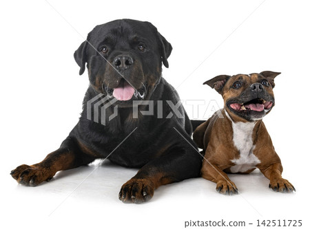 staffordshire bull terrier and rottweiler staffordshire bull terrier and rottweiler 142511725