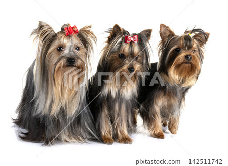 yorkshire terrier in studio yorkshire terrier in studio 142511742