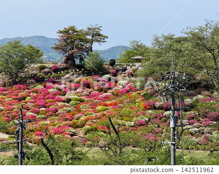 春天的西山公園,杜鵑花盛開的時候。 春天的西山公園,杜鵑花盛開的時候。 142511962