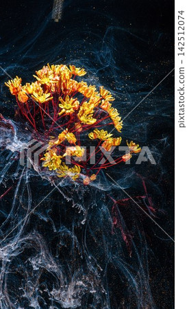 Yellow cluster of small flowers with red stems against dark swirling background, with flower, yellow, blossom, petal detail Yellow cluster of small flowers with red stems against dark swirling background, with flower, yellow, blossom, petal detail 142512074