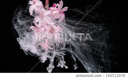 Pink hyacinth cluster suspended in swirling white ink against black background, with hyacinth, flower, pink, petal detail Pink hyacinth cluster suspended in swirling white ink against black background, with hyacinth, flower, pink, petal detail 142512078