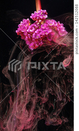 Pink cluster flower with swirling pink ink in dark water, with flower, pink, cluster, blossom detail Pink cluster flower with swirling pink ink in dark water, with flower, pink, cluster, blossom detail 142512088