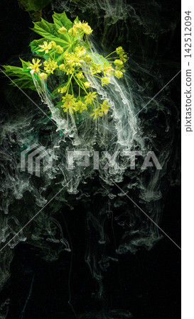 Yellow flowering branch submerged in swirling white ink against black background Yellow flowering branch submerged in swirling white ink against black background 142512094