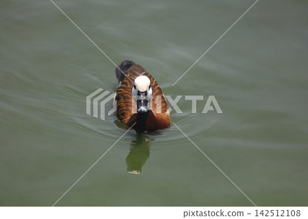 White-Faced Duck Swimming Head-On on Calm Green Water White-Faced Duck Swimming Head-On on Calm Green Water 142512108
