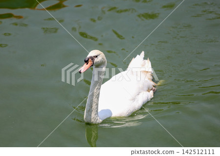 Graceful White Mute Swan Swimming on Green Lake Water with Ruffled Feathers Graceful White Mute Swan Swimming on Green Lake Water with Ruffled Feathers 142512111