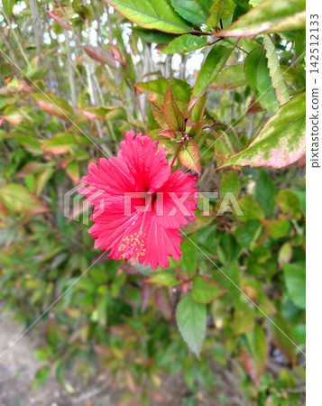 鮮豔的紅色木槿花 鮮豔的紅色木槿花 142512133