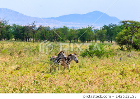 Pair of zebras in savanna in Serengeti national park in Tanzania. Wildlife of Africa Pair of zebras in savanna in Serengeti national park in Tanzania. Wildlife of Africa 142512153