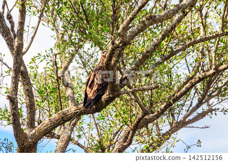 Tawny eagle (Aquila rapax) on a tree in Serengeti national park, Tanzania Tawny eagle (Aquila rapax) on a tree in Serengeti national park, Tanzania 142512156