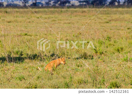 Lion cub defecating in savannah in Serengeti national park, Tanzania Lion cub defecating in savannah in Serengeti national park, Tanzania 142512161