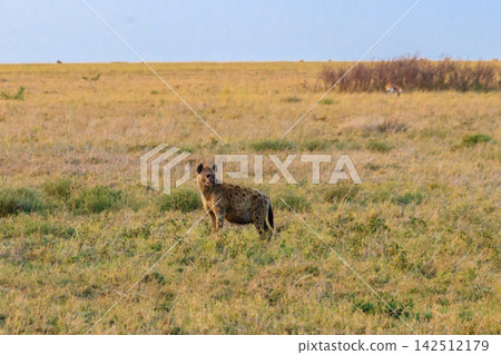 Spotted hyena (Crocuta crocuta), also known as the laughing hyena, in Serengeti National park in Tanzania Spotted hyena (Crocuta crocuta), also known as the laughing hyena, in Serengeti National park in Tanzania 142512179
