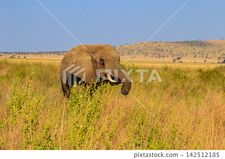 African elephant in savanna in Serengeti National park in Tanzania African elephant in savanna in Serengeti National park in Tanzania 142512185