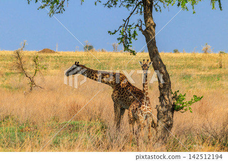 Mother and baby giraffe (Giraffa camelopardalis) in Serengeti national park in Tanzania Mother and baby giraffe (Giraffa camelopardalis) in Serengeti national park in Tanzania 142512194
