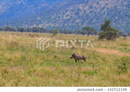 Common warthog (Phacochoerus africanus) in savanna in Serengeti national park, Tanzania Common warthog (Phacochoerus africanus) in savanna in Serengeti national park, Tanzania 142512199