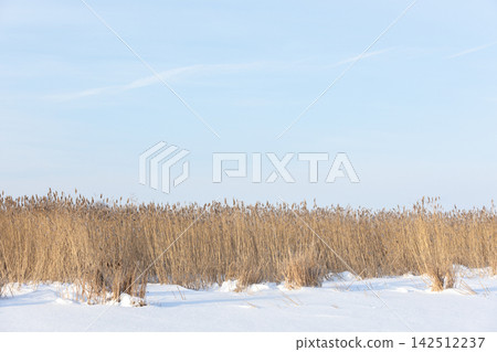 Quiet winter marsh with tall dry reeds rising from a snow-covered field Quiet winter marsh with tall dry reeds rising from a snow-covered field 142512237