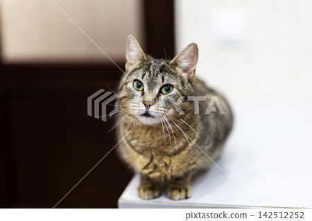 Tabby cat sitting on countertop looking toward camera with alert expression and whiskers forward, with cat, tabby, tabbycat, feline detail, showing pet, companion, whisker, ears context 142512252