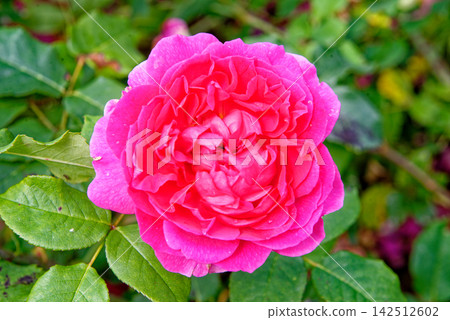 Vibrant Pink Rose Bloom with Raindrops in English Garden Vibrant Pink Rose Bloom with Raindrops in English Garden 142512602