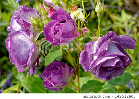 Beautiful Clusters of Violet Purple Floribunda Roses in Summer Garden Beautiful Clusters of Violet Purple Floribunda Roses in Summer Garden 142512605