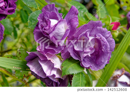 Beautiful Clusters of Violet Purple Floribunda Roses in Summer Garden Beautiful Clusters of Violet Purple Floribunda Roses in Summer Garden 142512608