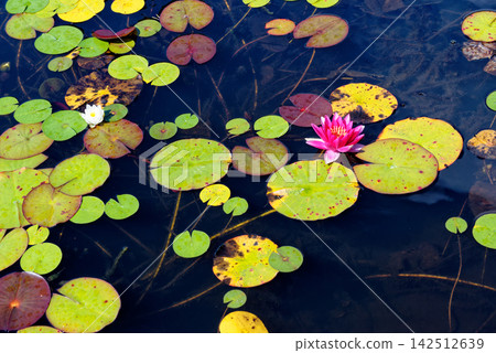 Vibrant Pink and White Water Lilies in Lily Pond at Knightshayes Court Vibrant Pink and White Water Lilies in Lily Pond at Knightshayes Court 142512639