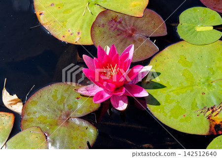 Vibrant Pink and White Water Lilies in Lily Pond at Knightshayes Court Vibrant Pink and White Water Lilies in Lily Pond at Knightshayes Court 142512640