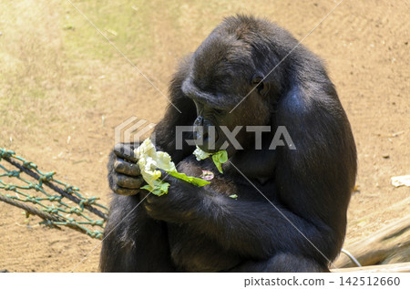 Gorilla eating green lettuce leaves Gorilla eating green lettuce leaves 142512660