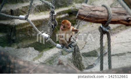 Young barbary maquace Young barbary maquace 142512661