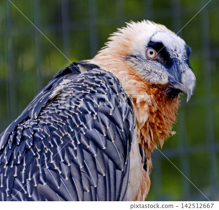 portrait of a bearded vulture portrait of a bearded vulture 142512667