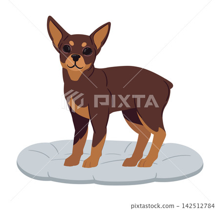 Cute brown dog. Miniature pinscher standing on light blue cushion flat vector illustration. Small companion pet on white 142512784