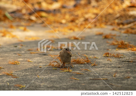 Autumn Serenity Sparrow Perched on a Golden Leaf Autumn Serenity Sparrow Perched on a Golden Leaf 142512823