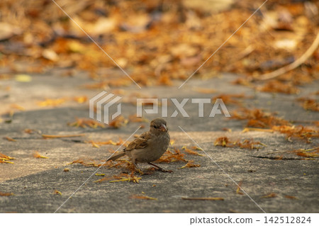 Autumn Serenity Sparrow Perched on a Golden Leaf 142512824