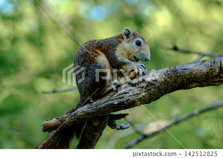 Curious brown squirrel sitting on tree branch in green forest background Curious brown squirrel sitting on tree branch in green forest background 142512825