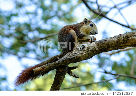 Adorable squirrel balancing on tree branch under bright blue sky Adorable squirrel balancing on tree branch under bright blue sky 142512827