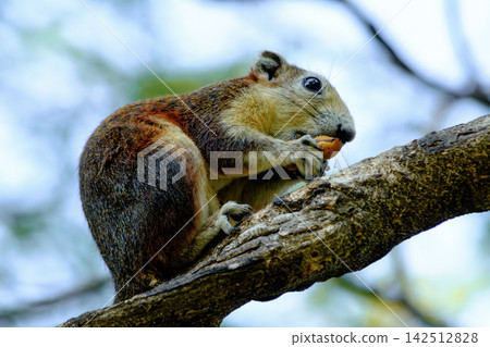 Squirrel eating a nut while perched on a tree branch Squirrel eating a nut while perched on a tree branch 142512828