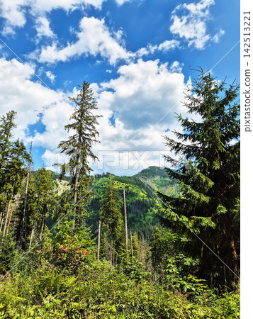 A mountain landscape in Zakopane, Poland, with a coniferous forest in the foreground. A rocky mountain peak rises against a cloudy sky. A mountain landscape in Zakopane, Poland, with a coniferous forest in the foreground. A rocky mountain peak rises against a cloudy sky. 142513221