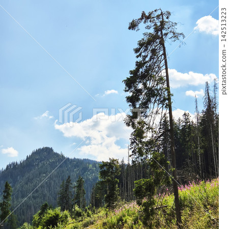 Rocky mountain peak above a coniferous forest in Zakopane, Poland. Cloudy skies create a dramatic alpine landscape. Rocky mountain peak above a coniferous forest in Zakopane, Poland. Cloudy skies create a dramatic alpine landscape. 142513223