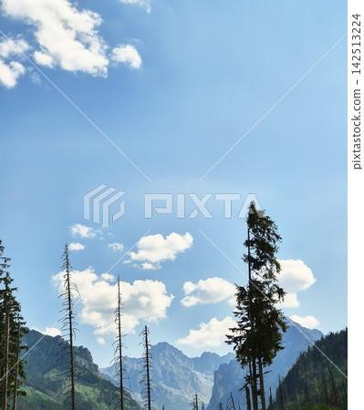Rocky mountain peak above a coniferous forest in Zakopane, Poland. Cloudy skies create a dramatic alpine landscape. Rocky mountain peak above a coniferous forest in Zakopane, Poland. Cloudy skies create a dramatic alpine landscape. 142513224