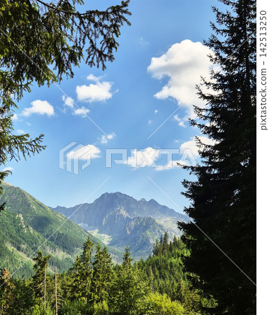 A scenic view of the High Tatras with dead spruce trees in the foreground and rocky peaks beyond. Young conifers and green vegetation. A scenic view of the High Tatras with dead spruce trees in the foreground and rocky peaks beyond. Young conifers and green vegetation. 142513250