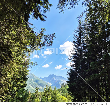 A scenic view of the High Tatras with dead spruce trees in the foreground and rocky peaks beyond. Young conifers and green vegetation. A scenic view of the High Tatras with dead spruce trees in the foreground and rocky peaks beyond. Young conifers and green vegetation. 142513251