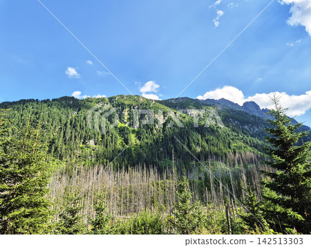 A beautiful Tatra Mountains landscape on the Polish side near Zakopane. Dense coniferous trees fill the foreground while green slopes rise toward rugged distant peaks. A beautiful Tatra Mountains landscape on the Polish side near Zakopane. Dense coniferous trees fill the foreground while green slopes rise toward rugged distant peaks. 142513303