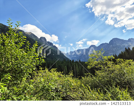 Scenic view of the Tatra Mountains with dense evergreen forest in the foreground. Green slopes stretch beneath a blue sky with scattered clouds. Scenic view of the Tatra Mountains with dense evergreen forest in the foreground. Green slopes stretch beneath a blue sky with scattered clouds. 142513313