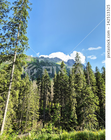 A scenic view across the Tatra Mountains, combining dense coniferous woodland with green mountain slopes. Blue sky and scattered clouds complete the natural landscape. A scenic view across the Tatra Mountains, combining dense coniferous woodland with green mountain slopes. Blue sky and scattered clouds complete the natural landscape. 142513325