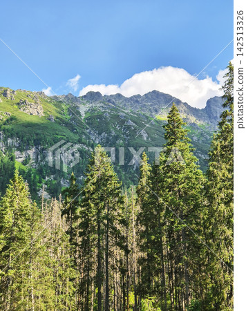 Lush coniferous forest and green mountain slopes in the Tatra Mountains. A blue sky with drifting clouds creates a classic alpine landscape. Lush coniferous forest and green mountain slopes in the Tatra Mountains. A blue sky with drifting clouds creates a classic alpine landscape. 142513326