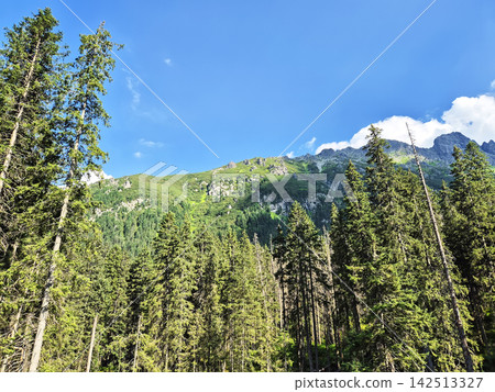 Lush coniferous forest and green mountain slopes in the Tatra Mountains. A blue sky with drifting clouds creates a classic alpine landscape. Lush coniferous forest and green mountain slopes in the Tatra Mountains. A blue sky with drifting clouds creates a classic alpine landscape. 142513327