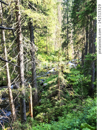 Mountain landscape in the High Tatras near Zakopane, Poland, with dead spruce trees and patches of coniferous forest. Young spruces and green grass are regenerating among dry trunks and old stumps. Mountain landscape in the High Tatras near Zakopane, Poland, with dead spruce trees and patches of coniferous forest. Young spruces and green grass are regenerating among dry trunks and old stumps. 142513329