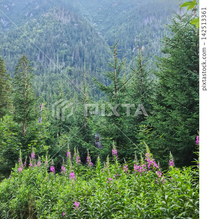 A scenic mountain view in the High Tatras with evergreen forest covering parts of the slopes. The landscape reflects the natural character of the Tatra Mountains. A scenic mountain view in the High Tatras with evergreen forest covering parts of the slopes. The landscape reflects the natural character of the Tatra Mountains. 142513361