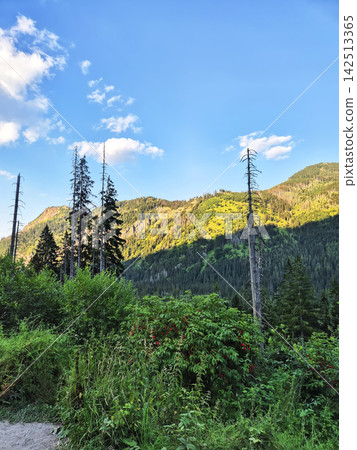 Dead spruce forest and natural regeneration in the High Tatras, Poland. Young spruce trees and grass grow among dry trunks and stumps beneath steep rocky mountain slopes. Dead spruce forest and natural regeneration in the High Tatras, Poland. Young spruce trees and grass grow among dry trunks and stumps beneath steep rocky mountain slopes. 142513365