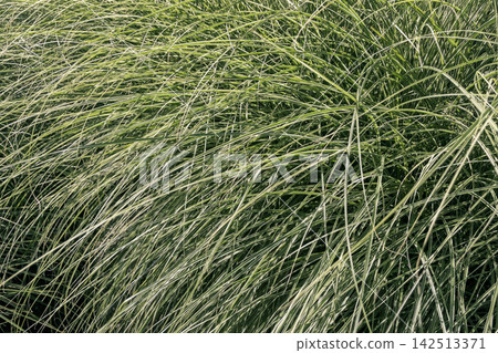 Dense green miscanthus ornamental grass blades texture growing in summer garden Dense green miscanthus ornamental grass blades texture growing in summer garden 142513371